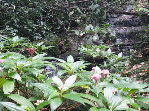 Ha Giang Primitive Tour-Viet Quang必去景点