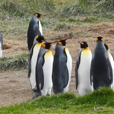 Parque Pinguino Rey景点图片