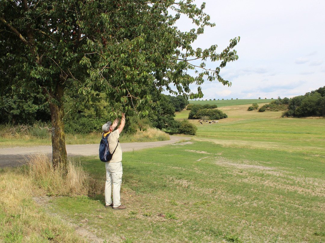 Muermes-Rundwanderweg-Mehren必去景点