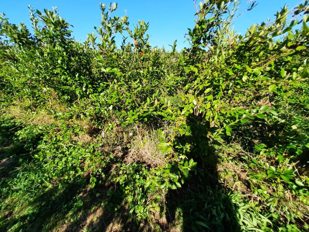 Walden Berries景点图片