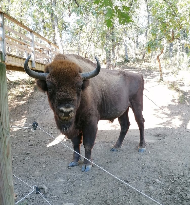 Bisonbonaus景点图片