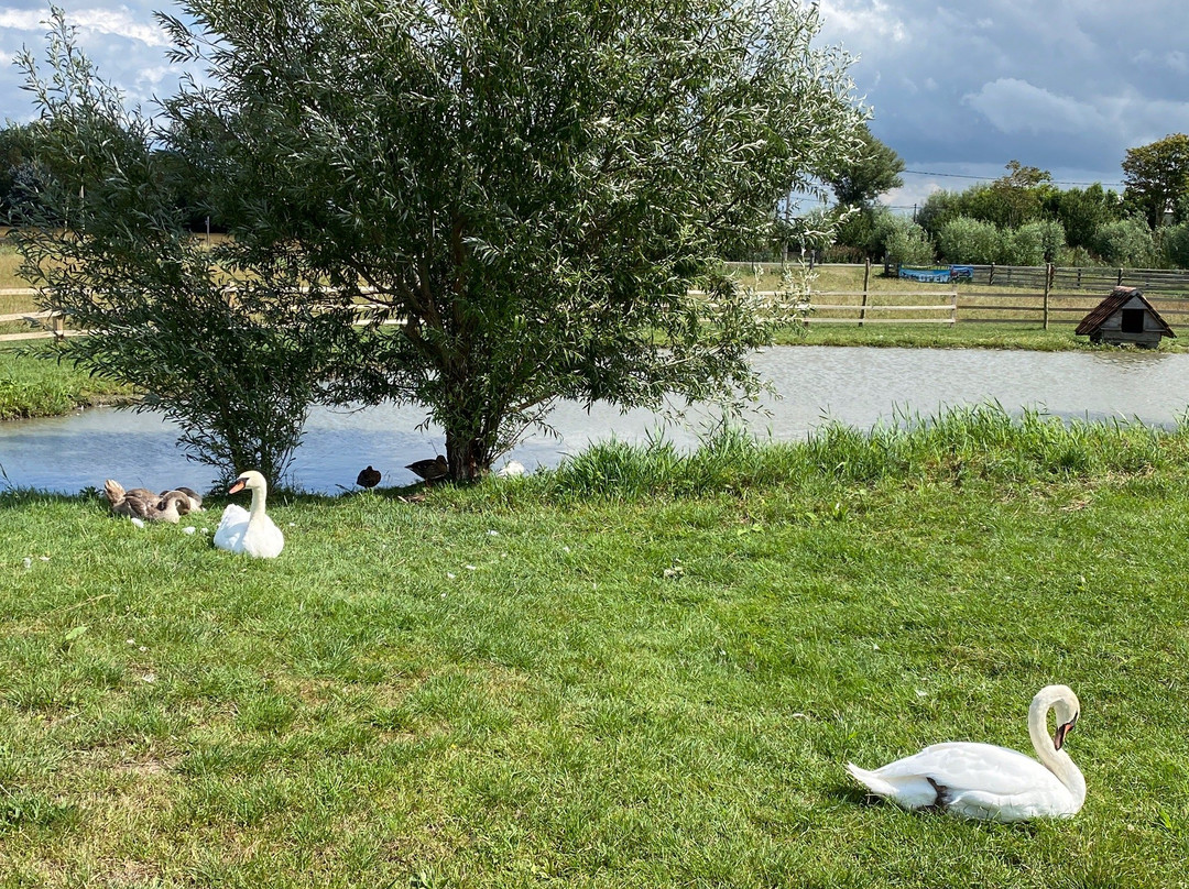 Kinderboerderij Lettenhof-Middelkerke必去景点