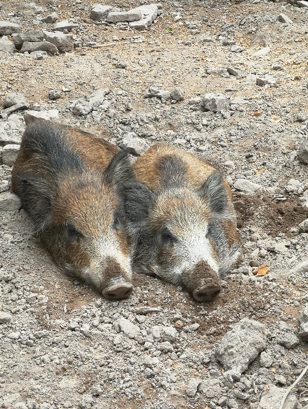 Wildpark Pforzheim-普福尔茨海姆必去景点