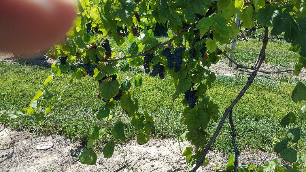 McClure's Orchard-Peru必去景点