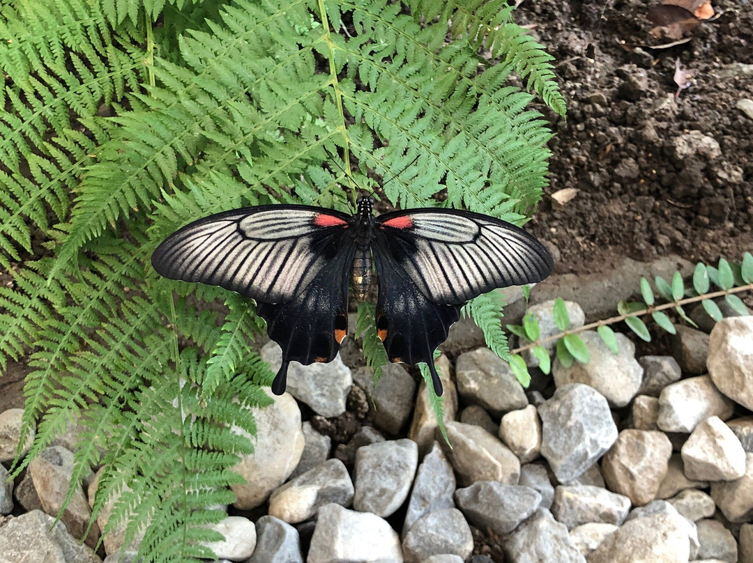 Butterfly House Praid-Praid必去景点