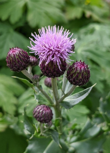 Burngreen Park-Kilsyth必去景点