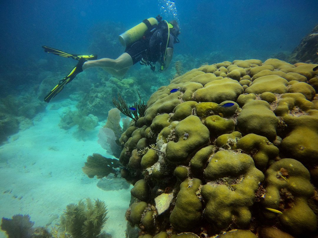 Looe Key Dive Center景点图片