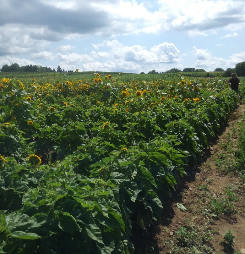 Wickham Farms-Penfield必去景点