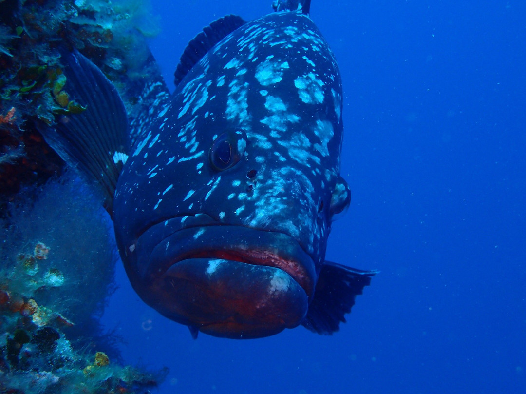 Sub Now Diving Center-Marina di Campo必去景点