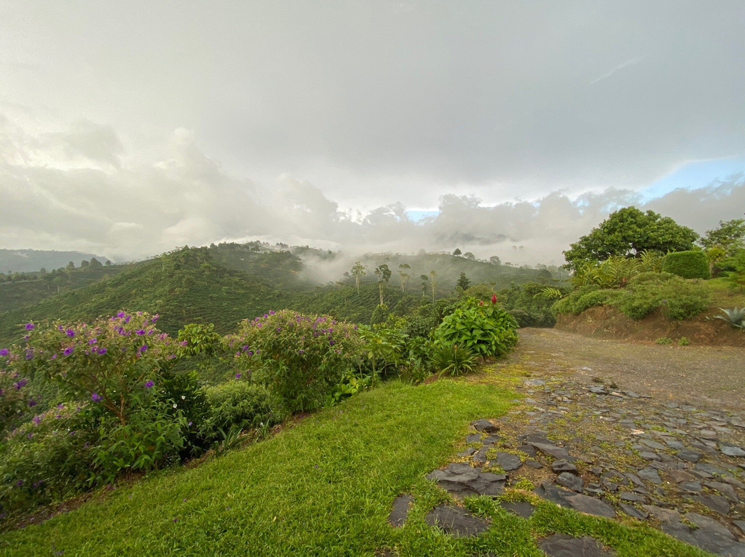 Finca Hamburgo La Ruta del Cafe主图
