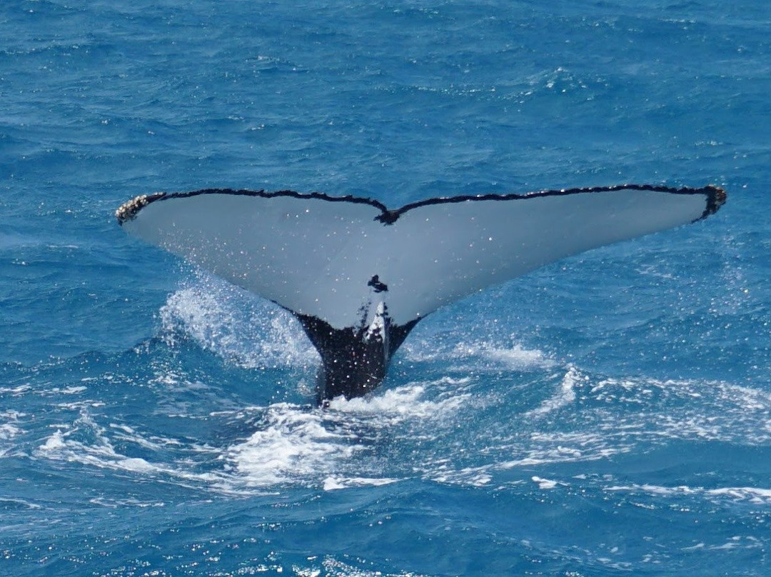 Whale Watch Two Day Adventure景点图片