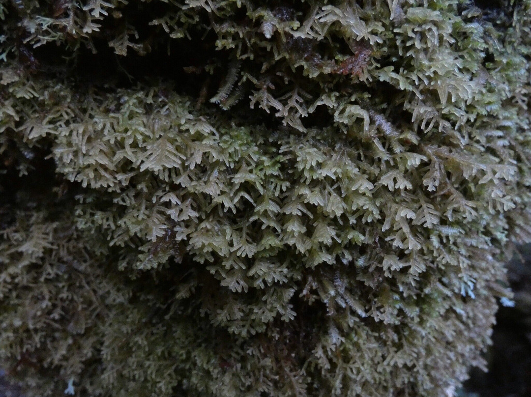 Weindorfers Forest Walk景点图片