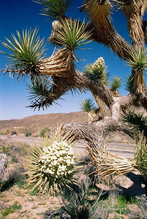 Joshua Tree National Park-约书亚树必去景点