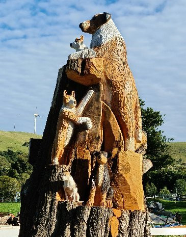 Toora Dog Tree-Toora必去景点