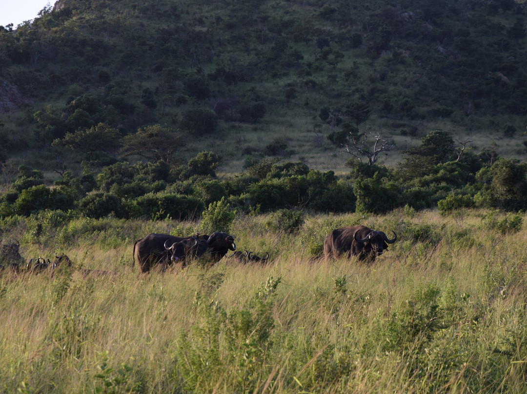iMfolozi Game Reserve-Mtubatuba必去景点