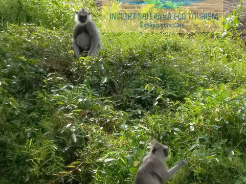 Insight Sri Lanka Eco Tourism - Dave de Silva-拉非尼亚山必去景点