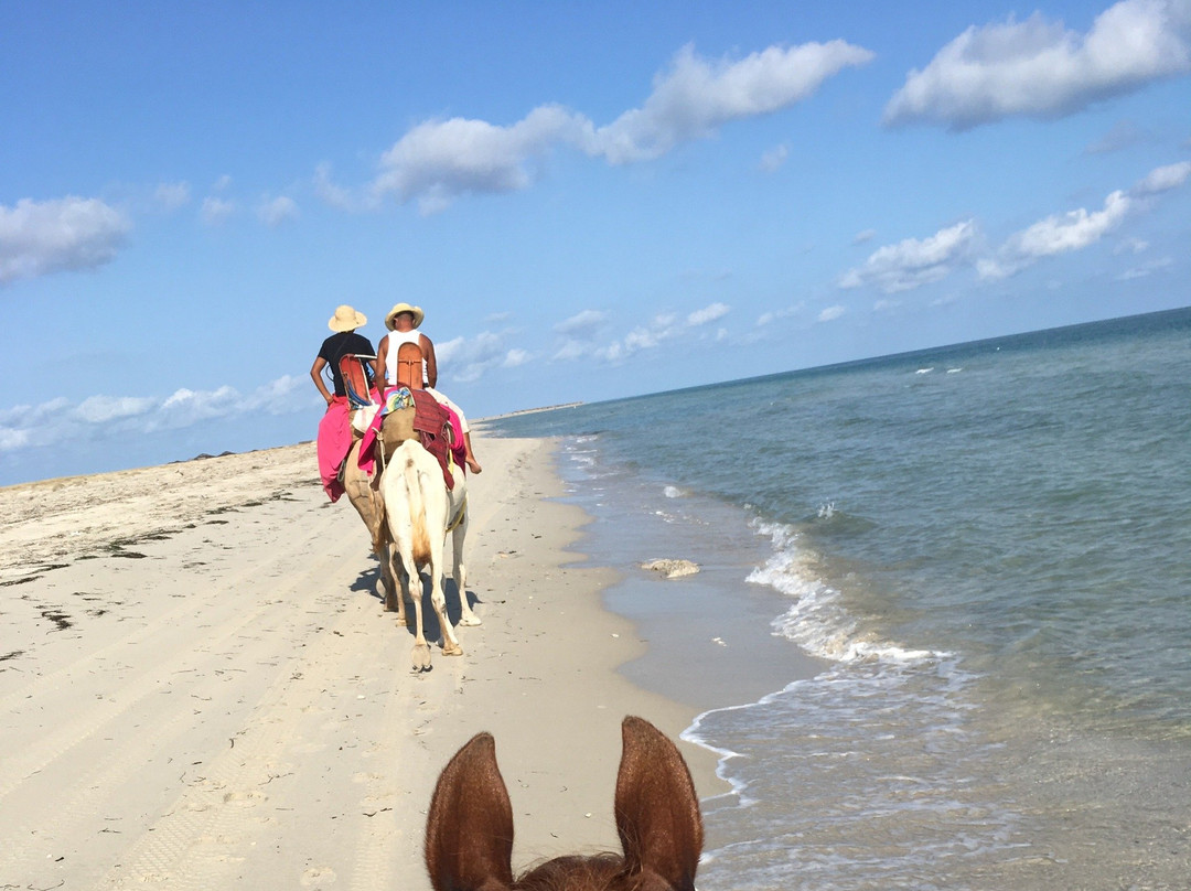 Djerba Zitouna Stables-杰尔巴岛必去景点