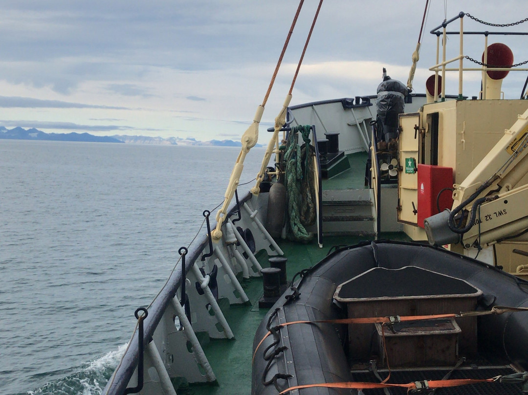 Arctic Wildlife Tours-朗伊尔城必去景点