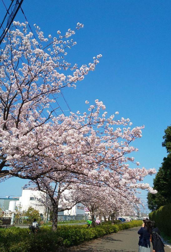 Chuo Park景点图片
