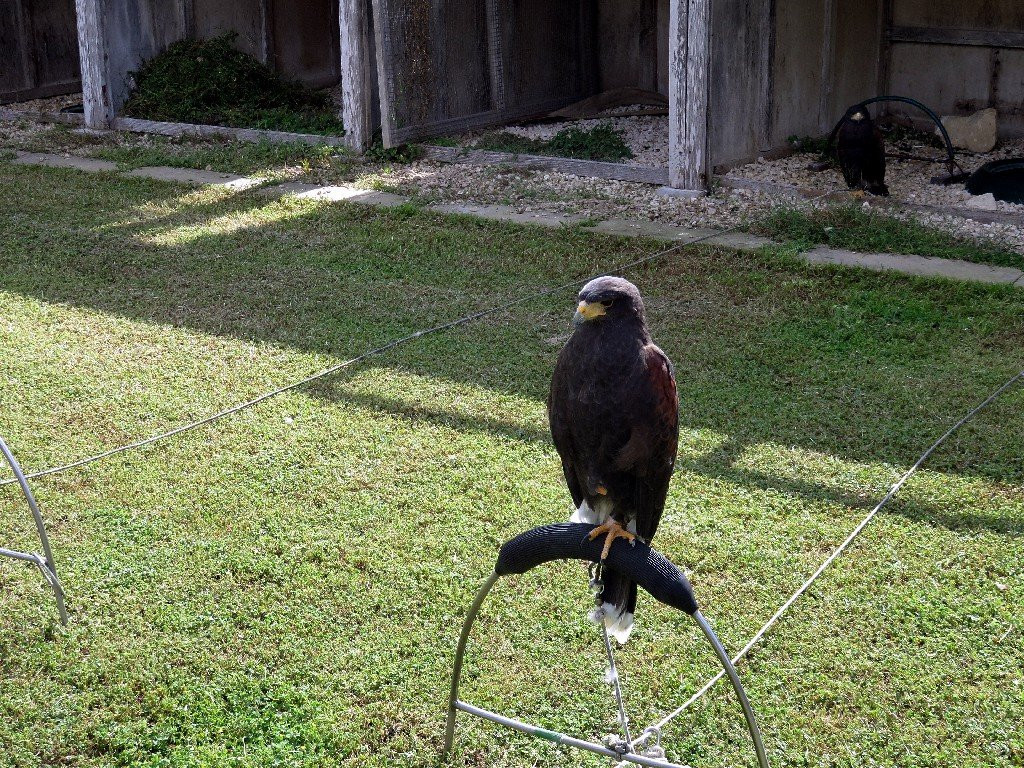 Malta Falconry Centre景点图片