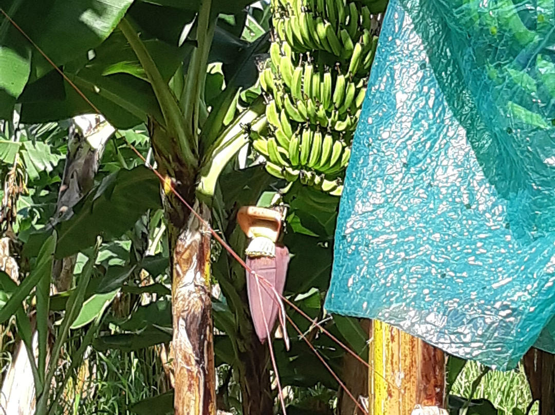 Visit Belfort MQ-Le Lamentin必去景点