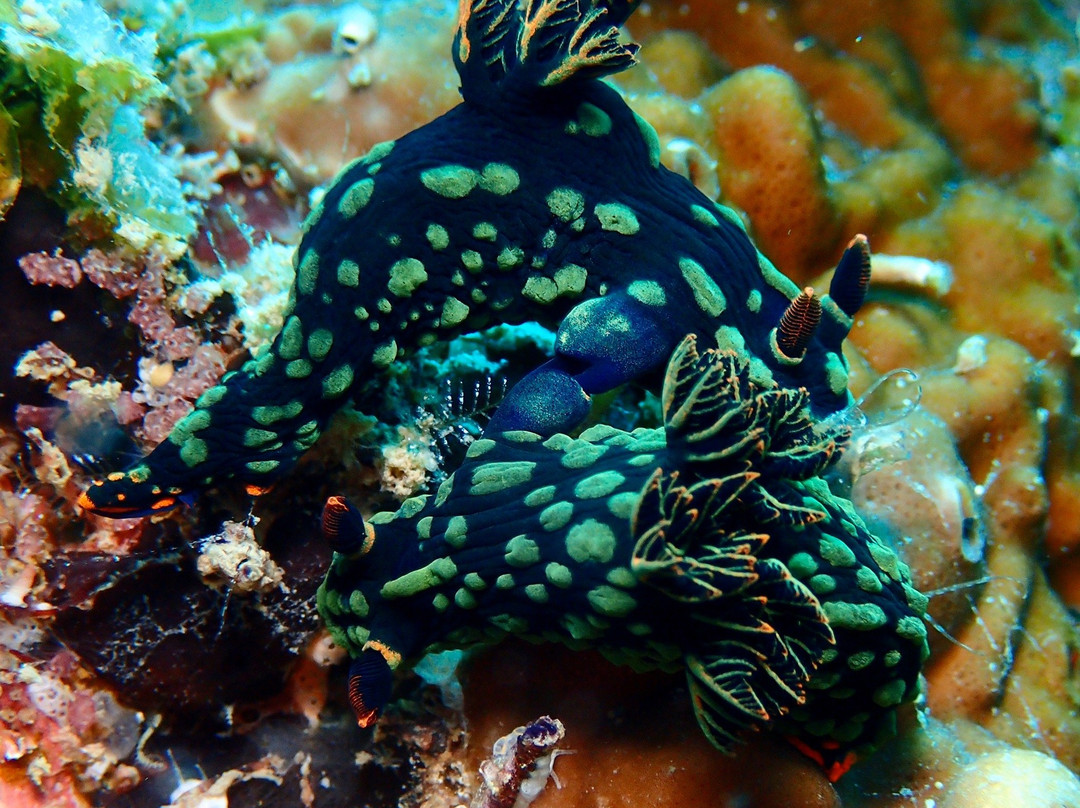 Amigo Dive Center-刁曼岛必去景点