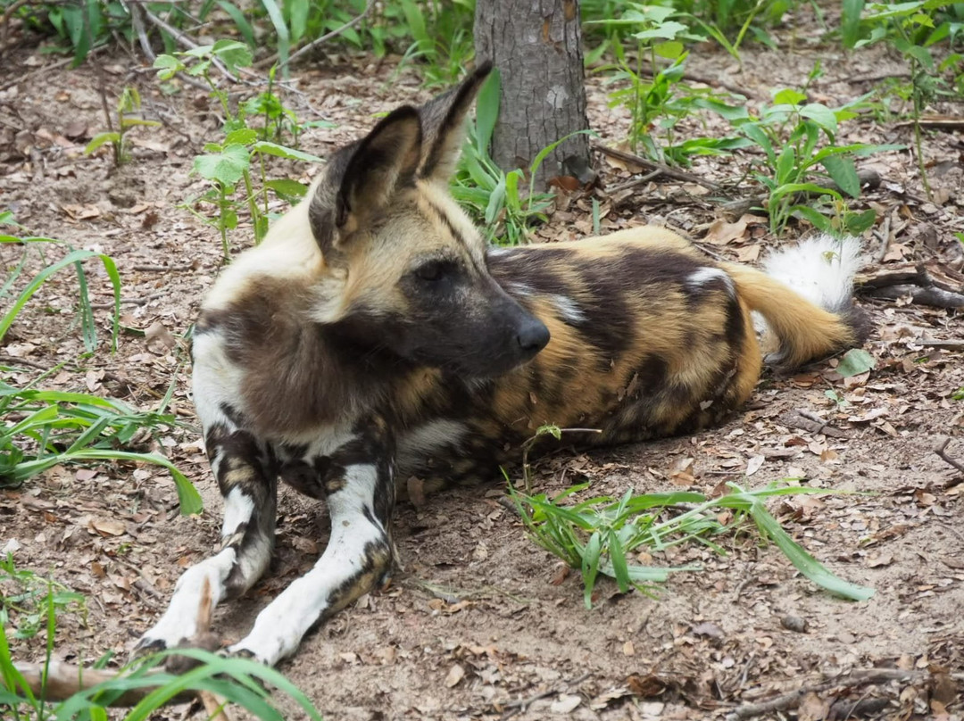 Painted Dog Conservation景点图片