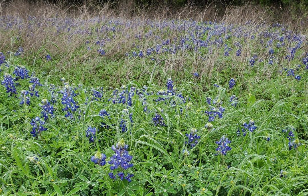 Brushy Creek Regional Trail-斯德伯克必去景点