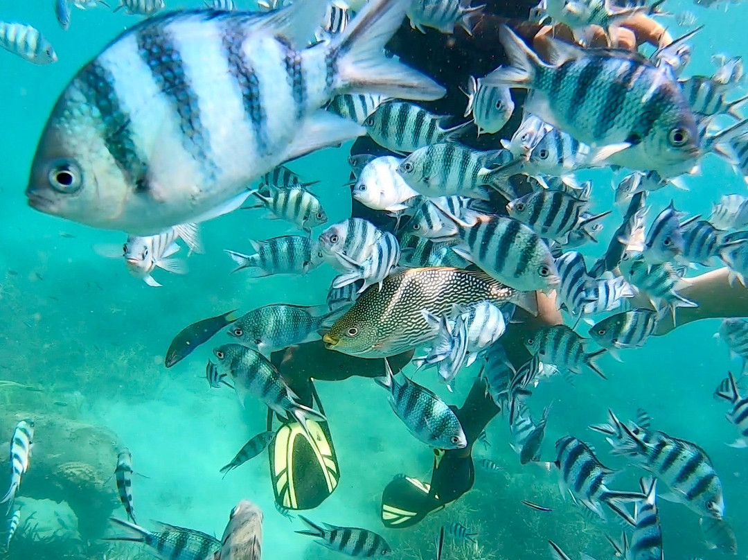 Scuba Academy Koh Chang景点图片