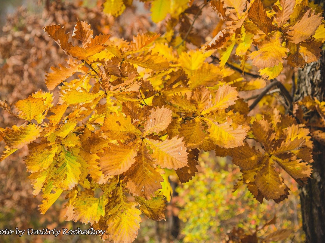 Silinskiy Park of Leisure And Recreation-Komsomolsk-on-Amur必去景点