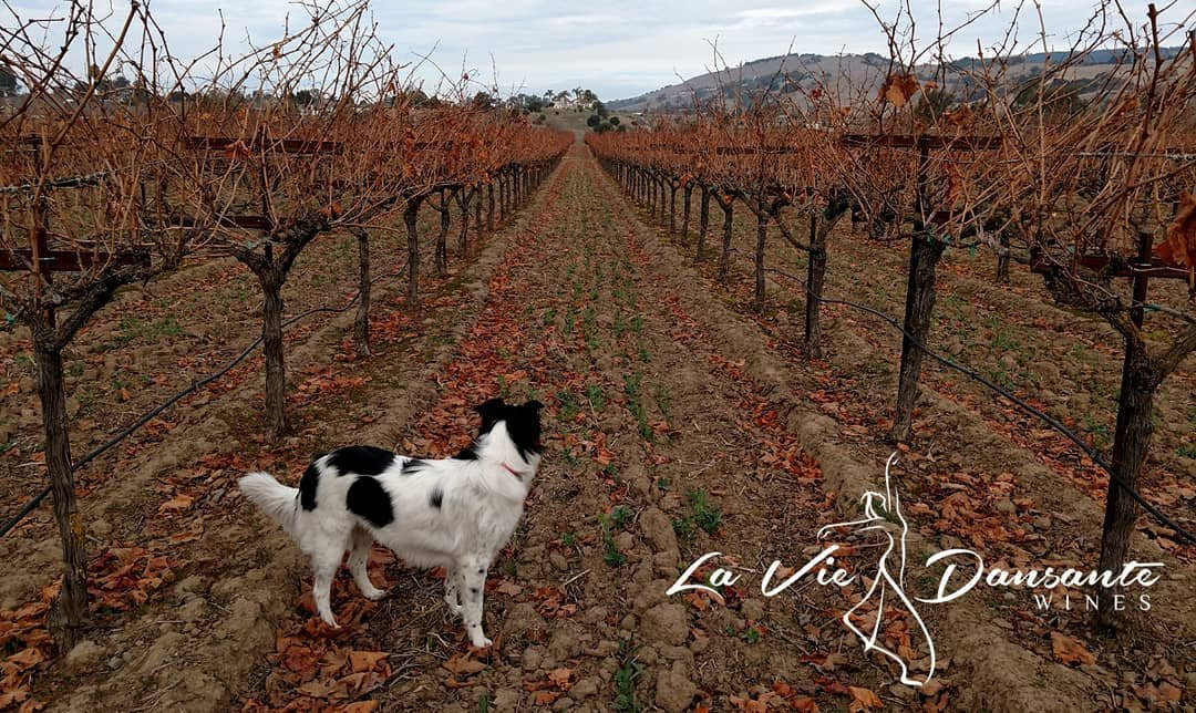 La Vie Dansante Wines-吉尔罗伊必去景点