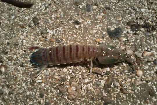 Daytona Beach Kayaking-新士麦那海滩必去景点