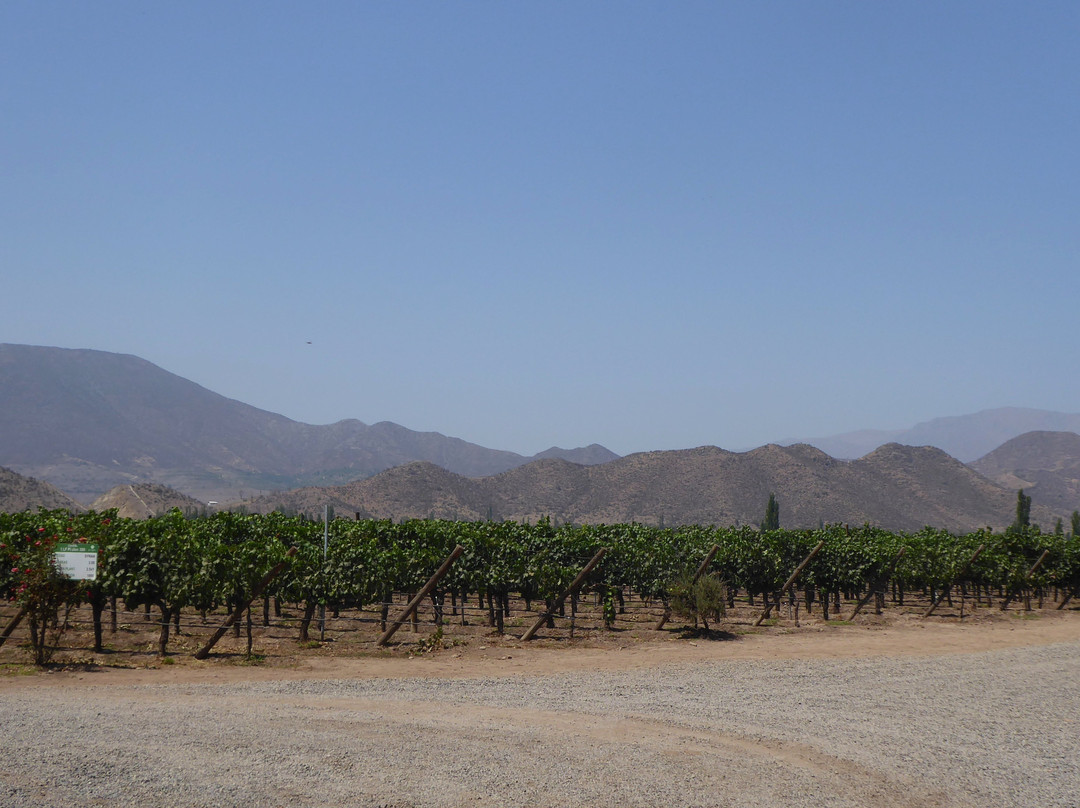 In Situ Family Vineyars-Los Andes必去景点