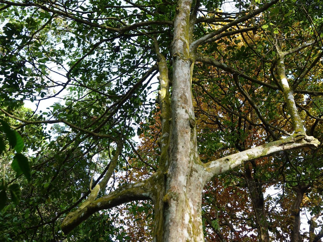 Square Trees Nature Trail Arboles Cuadrados景点图片