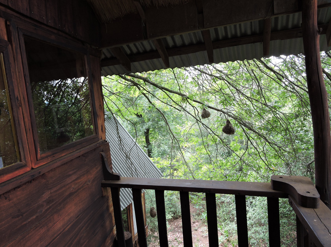 Sycamore Avenue Treehouses主图