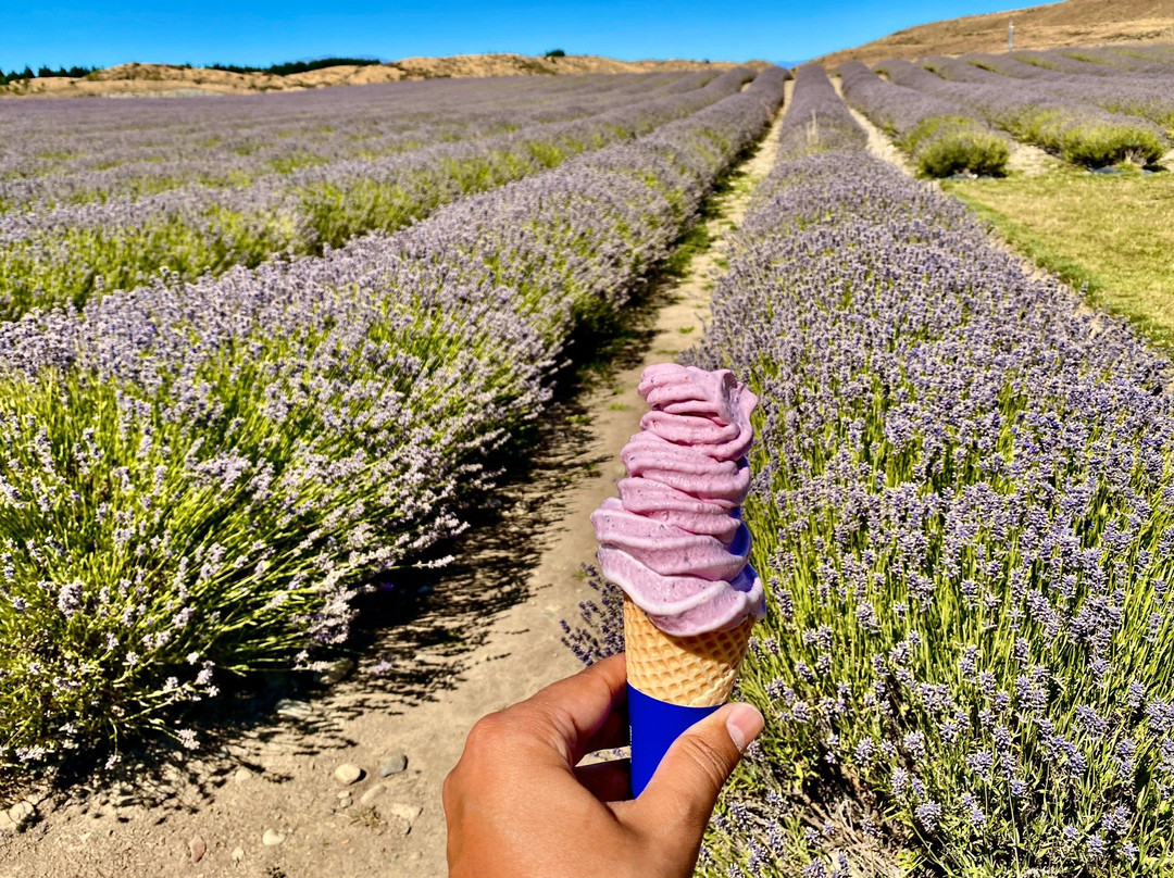 New Zealand Alpine Lavender Farm景点图片