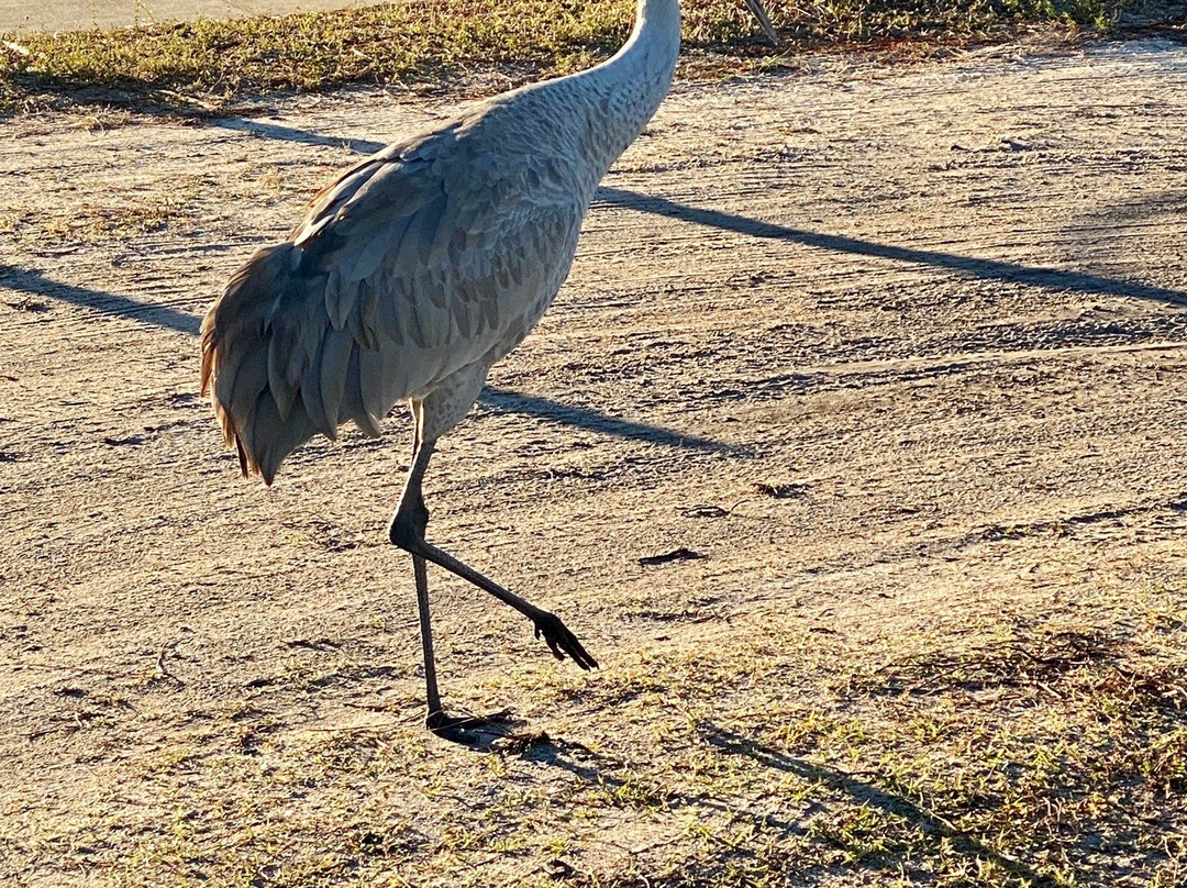 Savannas Preserve State Park-圣露西港必去景点