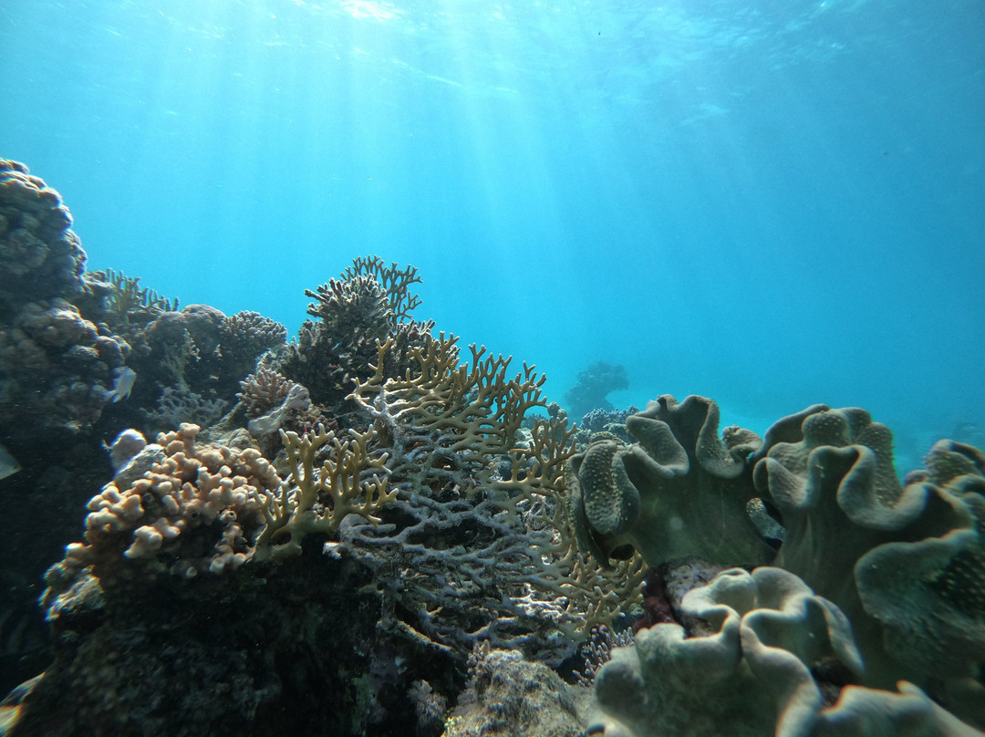 Saudi Diving Center-Yanbu必去景点