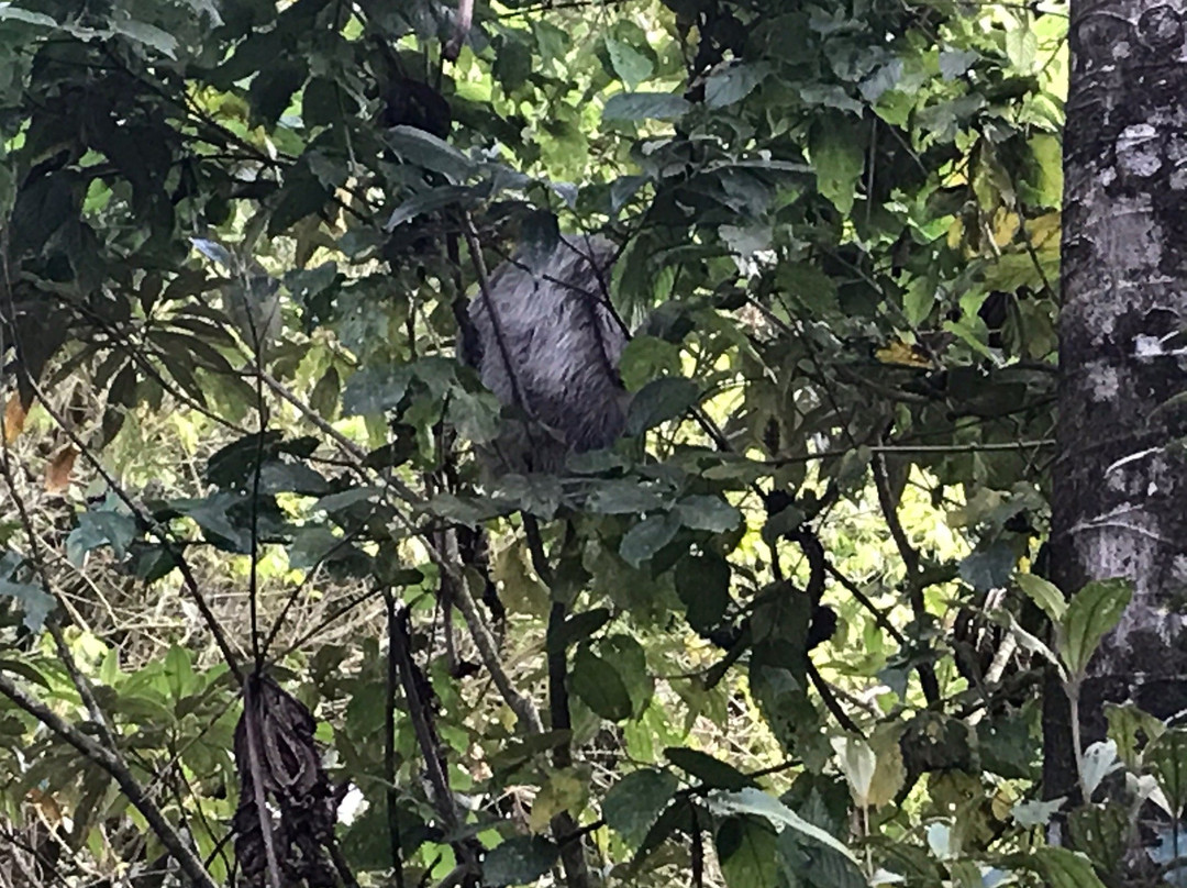 Finca Amistad Cacao Lodge主图