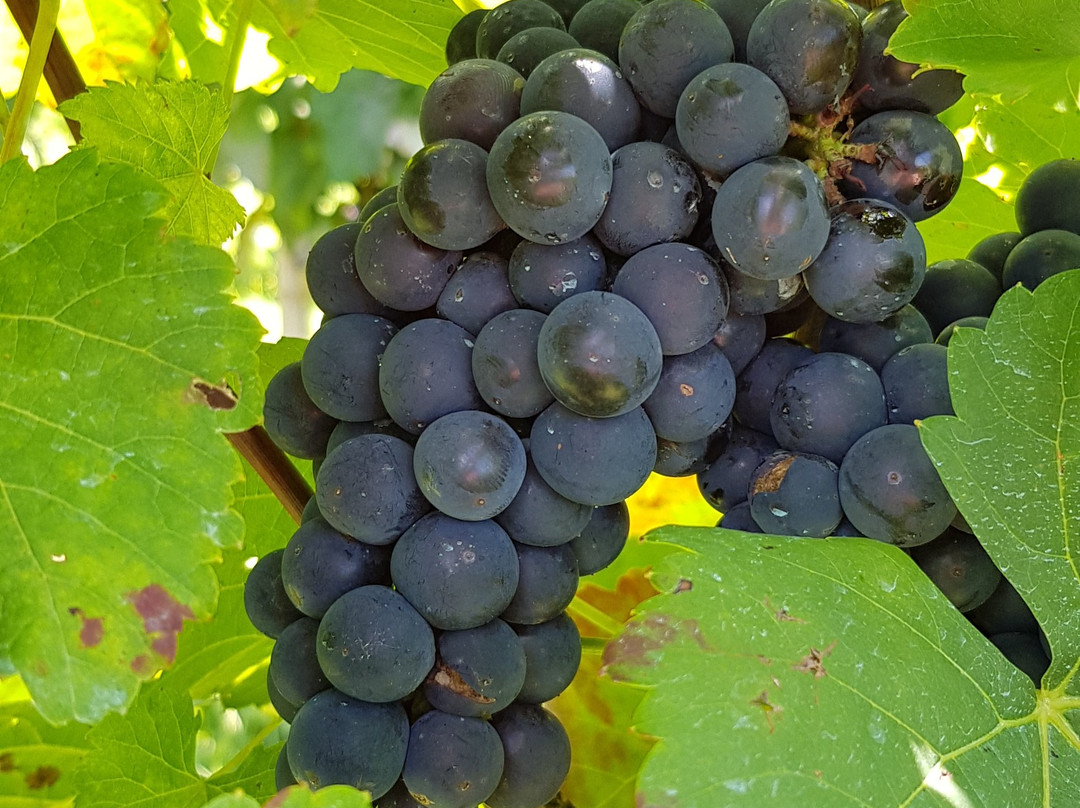 Vinicola Bella Aurora-Sao Roque必去景点