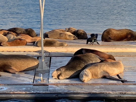 圣迭戈航行之旅-California必去景点