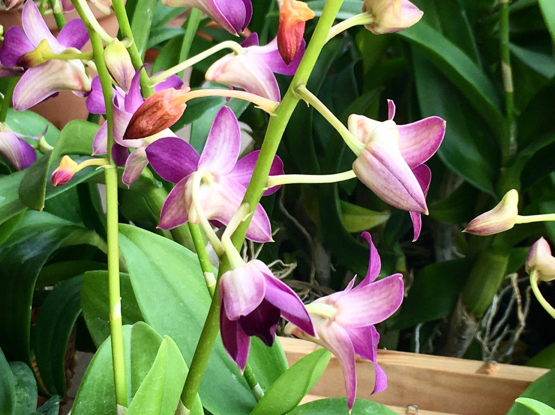 Lily Skincare & Spa-万象必去景点