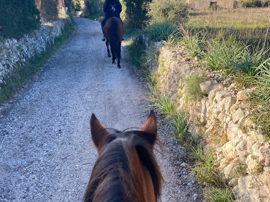Mallorca Horses景点图片