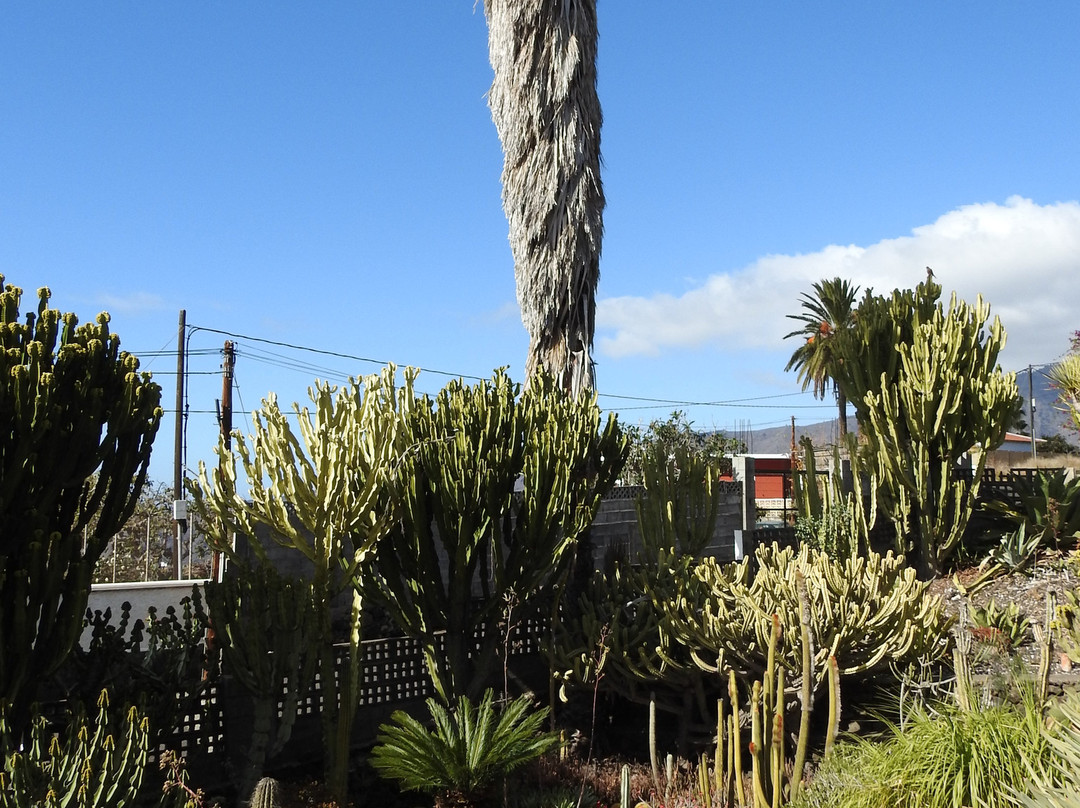 Palmex Cactus景点图片