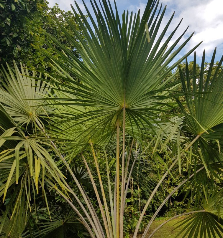 Harrison W. Smith Botanical Garden景点图片