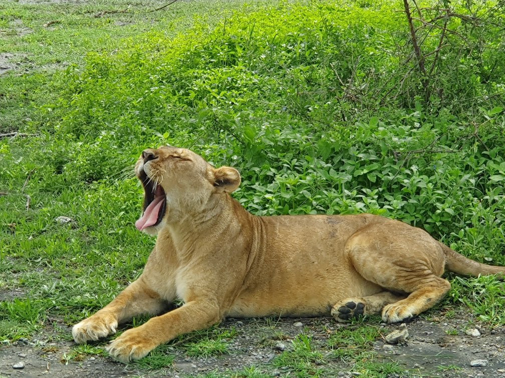 Africa Mollel Safaris-阿鲁沙必去景点
