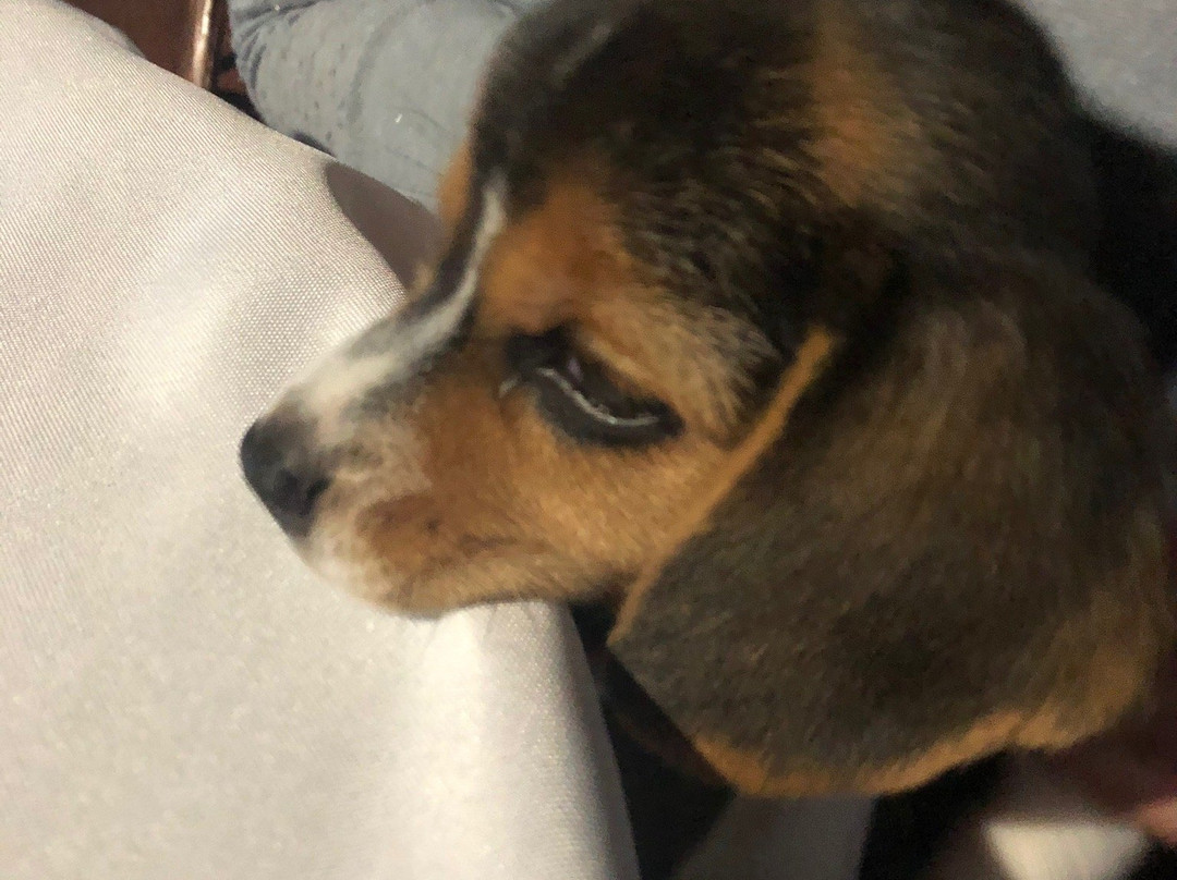 奥萨凉亭山林小屋主图