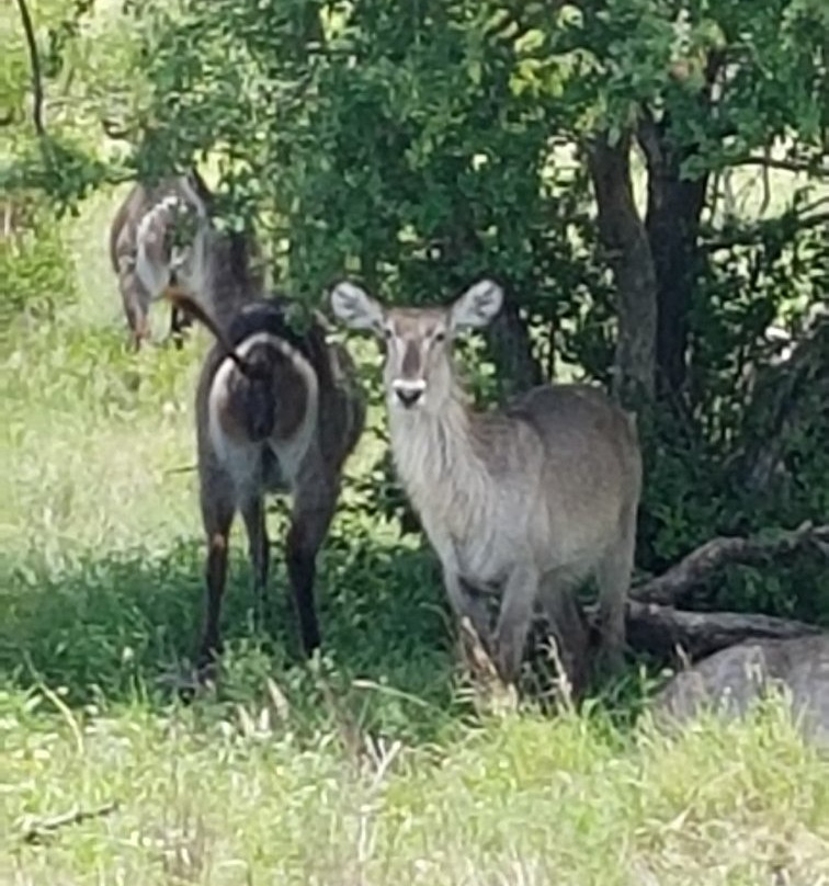 South African National Parks-白河必去景点
