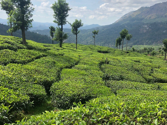 Grace Inn Homestay Munnar主图