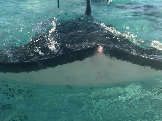 Ambassador Divers-七哩滩必去景点